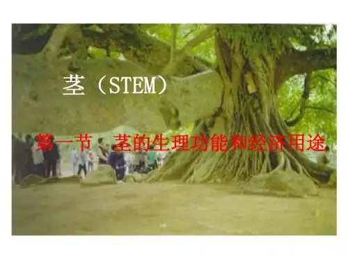 茎