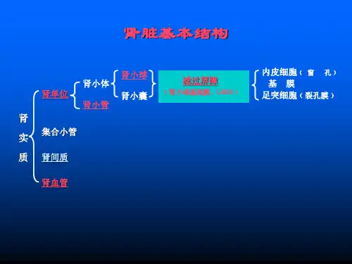 肾脏病总论ppt课件