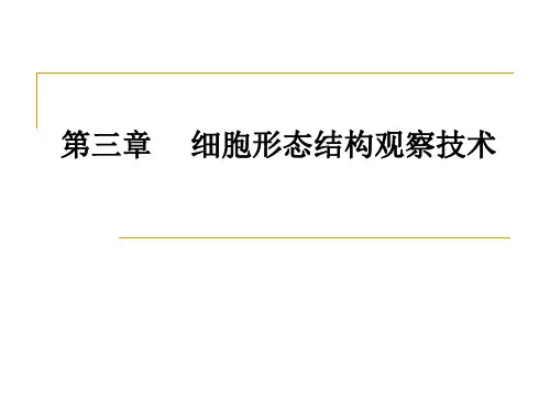 细胞形态结构观察