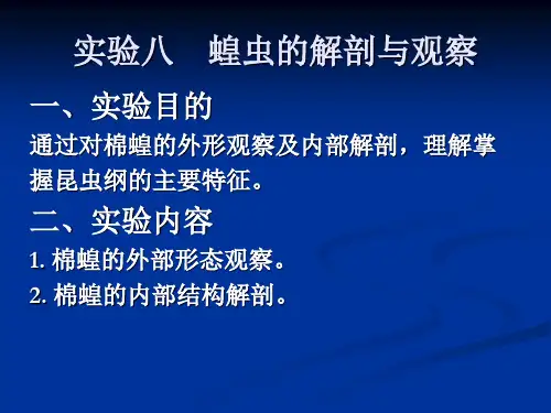 05蝗虫解剖与观察