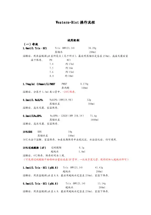 Western-Blot 操作流程