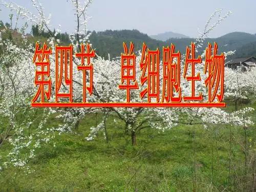 2.2.4单细胞生物
