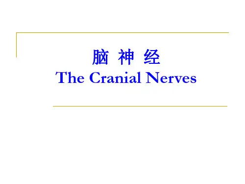 脑神经