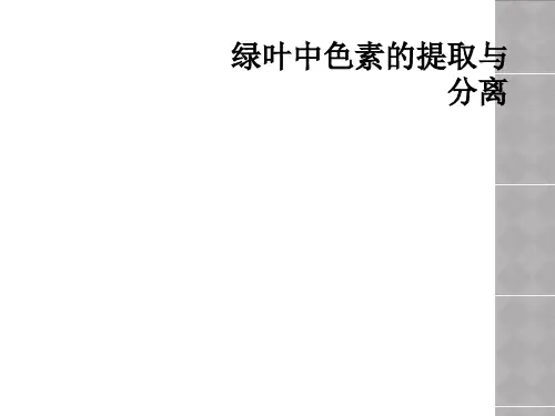 绿叶中色素的提取与分离