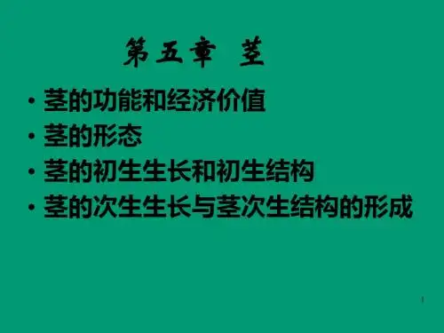 5第五章茎