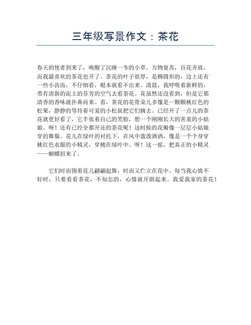 三年级写景作文：茶花【小学三年级精品作文】