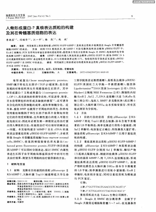 人骨形成蛋白-7真核表达质粒的构建及其在骨髓基质细胞的表达