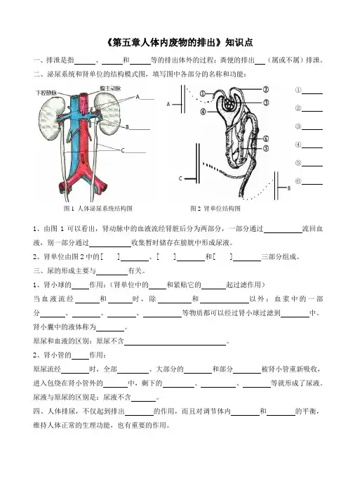 第五章人体内废物的排出  知识点