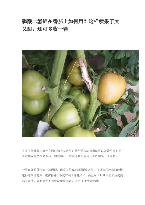 磷酸二氢钾在番茄上如何用