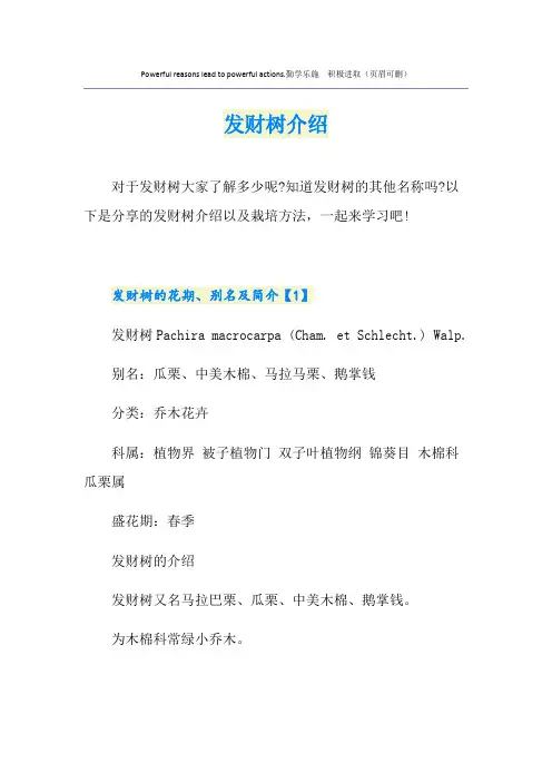 发财树介绍