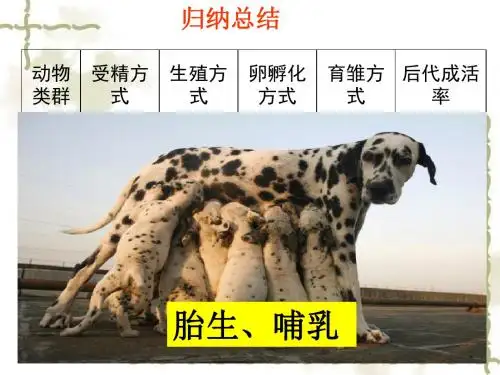 第七节哺乳动物