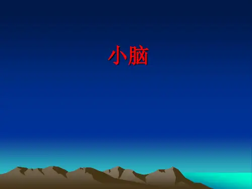 小脑解剖