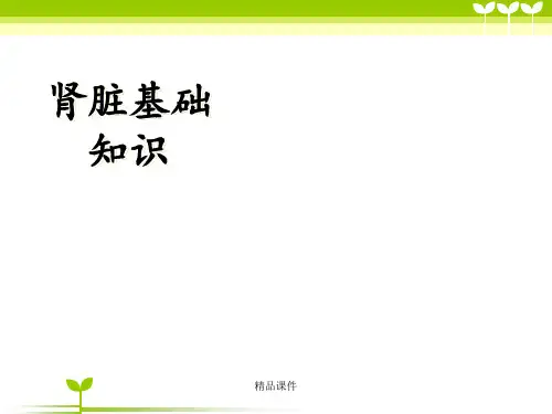 肾病基础知识