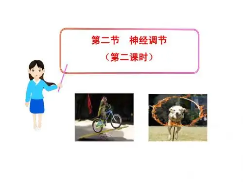 第12章 第二节  神经调节(第二课时)(苏教版七年级下)