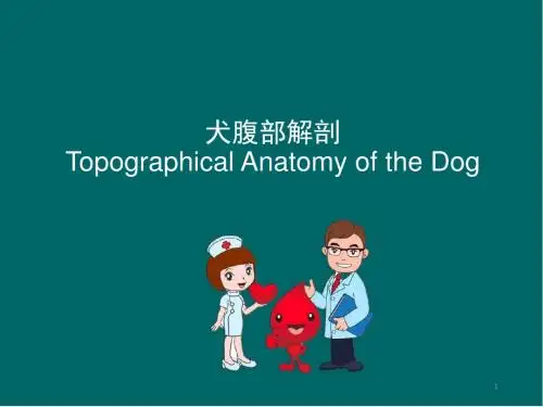 (精选课件)犬腹部解剖PPT幻灯片