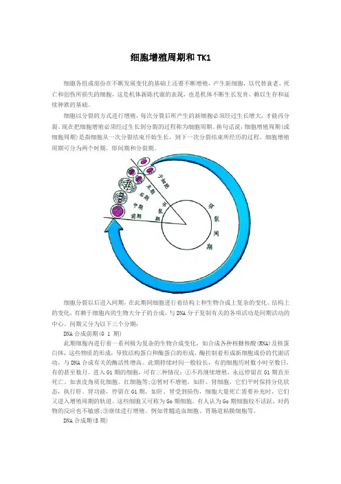 细胞增殖周期和TK1