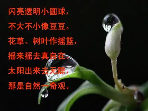 苏教版三上15《小露珠》