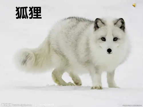 狐狸ppt