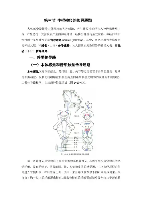 中枢神经的传导通路