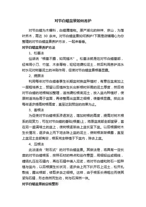 对节白蜡盆景如何养护 2