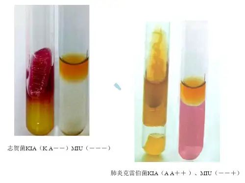 医学检验的技能操作