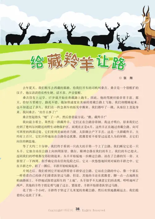 给藏羚羊让路