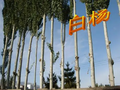 3白杨