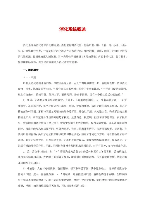 消化系统概述