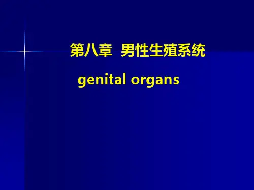 男性生殖