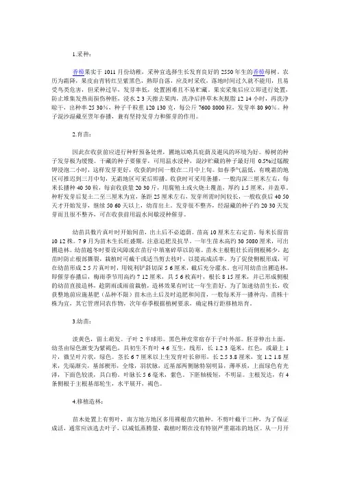 大香樟树最新的栽培技术