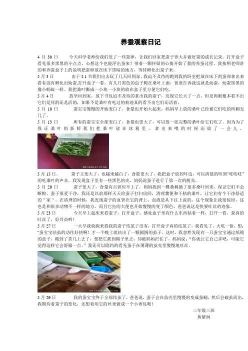 养蚕观察日记
