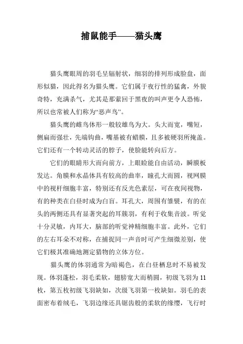 捕鼠能手——猫头鹰