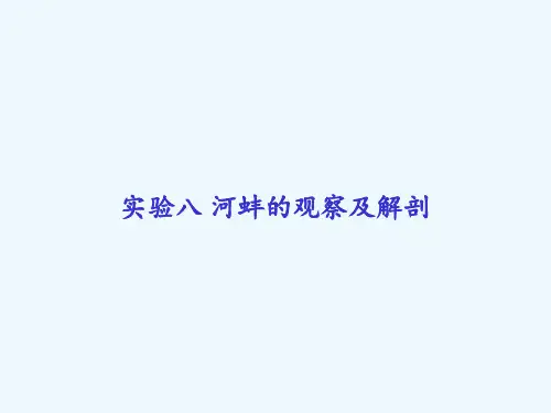 实验八 河蚌的观察及解剖 PPT