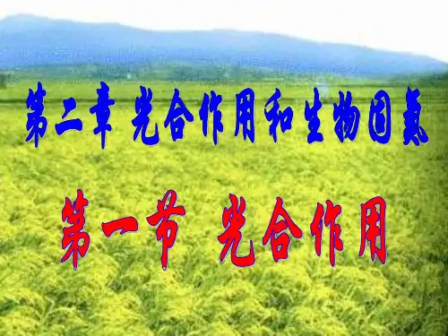 光合作用