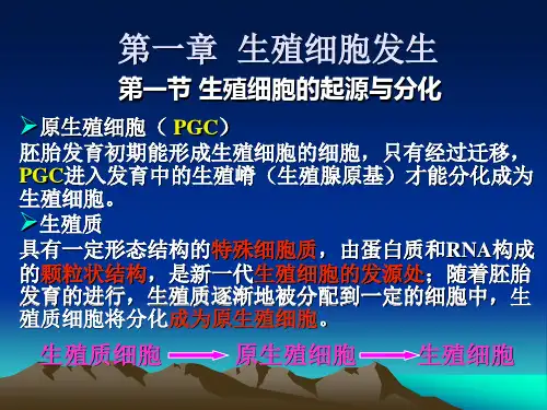 第一章、生殖细胞的发生