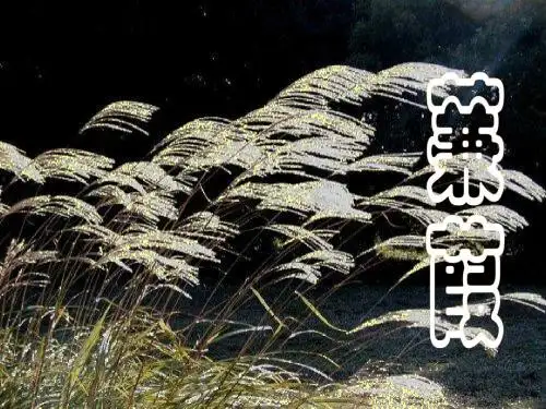 语文人教版九年级下册《诗经》两首---《蒹葭》