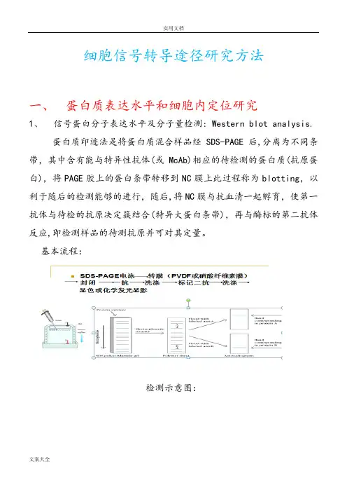 (完整版)细胞信号转导研究方法