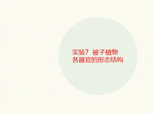 实验7 被讲义子植物各器官的形态结构