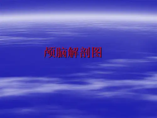 颅脑解剖图