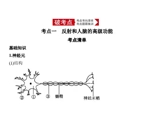 高中生物专题复习:人和高等动物的神经调节