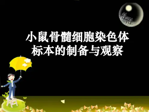小鼠骨髓细胞染色体标本的制备与观察ppt课件