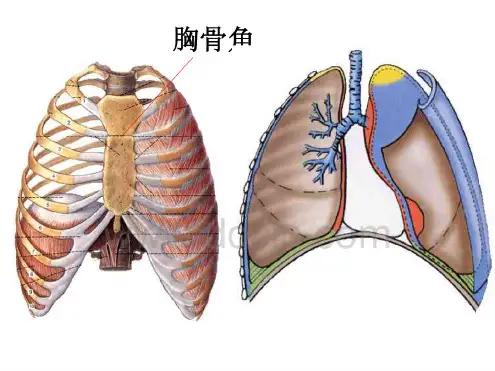 1四分法2三分法上纵隔后纵隔前纵隔中纵隔