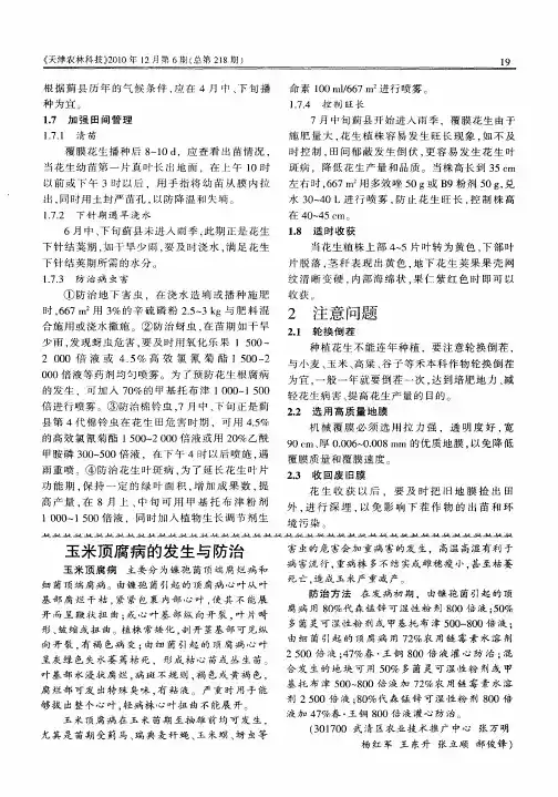 玉米顶腐病的发生与防治