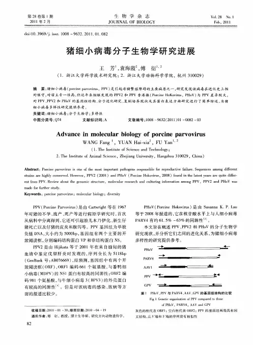 猪细小病毒分子生物学研究进展