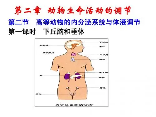 2.3-高等动物的内分泌系统与体液调节-第一课时