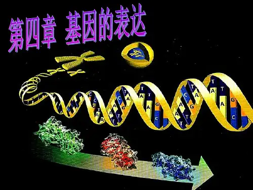 人教版高中生物必修二课件 4.1基因的表达第一节基因指导蛋白质的合成课件 (共60张PPT)
