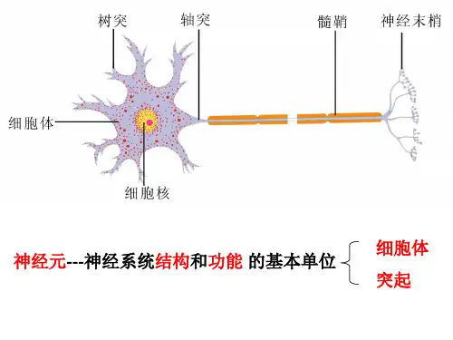 初中生物 神经系统上课