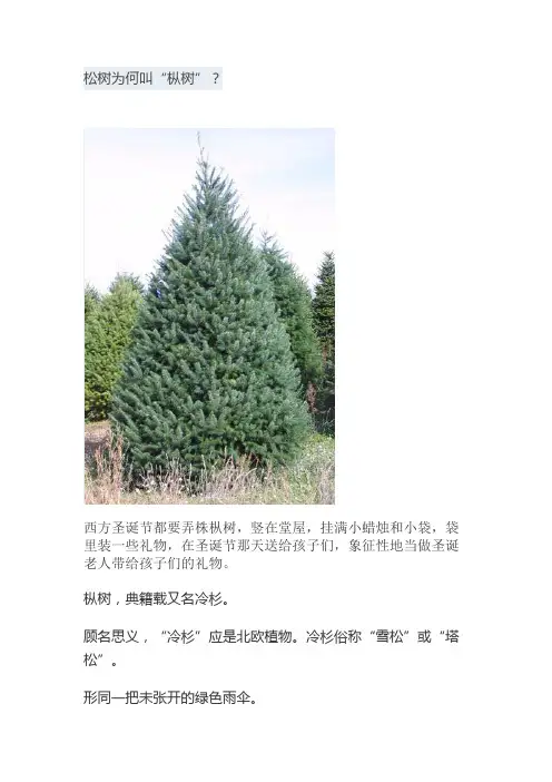 松树为何叫“枞树”？