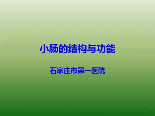 小肠结构PPT课件