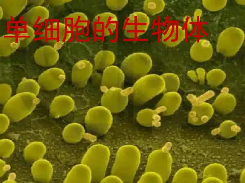 24单细胞的生物体课件1